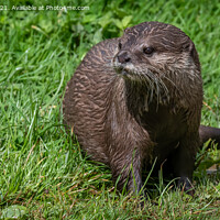 Buy canvas prints of Eurasian Short clawed otter by Marcia Reay