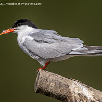 Buy canvas prints of Common Tern by Marcia Reay