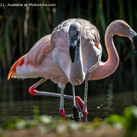 Buy canvas prints of Flamingos by Marcia Reay