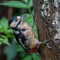 Buy canvas prints of A woodpecker perched on a tree branch by Marcia Reay
