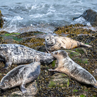Buy canvas prints of Grey Seals resting on the rocks by Marcia Reay