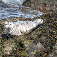 Buy canvas prints of Grey seal pup watching me by Marcia Reay