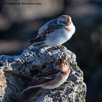 Buy canvas prints of Snow Buntings a winter visitor by Marcia Reay
