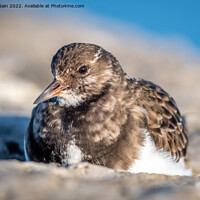 Buy canvas prints of Turnstone resting in the sun by Marcia Reay