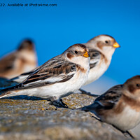 Buy canvas prints of Snow Buntings by Marcia Reay