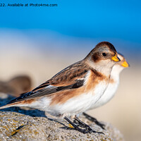 Buy canvas prints of Snow buntings in the winter sun by Marcia Reay