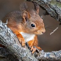 Buy canvas prints of Red Squirrel by Marcia Reay