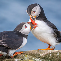 Buy canvas prints of Puffin Love by Marcia Reay
