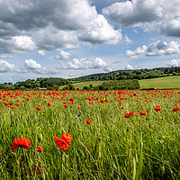 Buy canvas prints of Poppy fields in Corbridge, Northumberland  by Marcia Reay