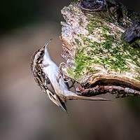Buy canvas prints of Tree Creeper by Marcia Reay