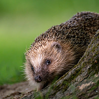 Buy canvas prints of Hedgehog by Marcia Reay