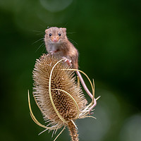Buy canvas prints of Harvest Mouse on Teasel by Marcia Reay