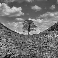 Buy canvas prints of Sycamore Gap by Marcia Reay