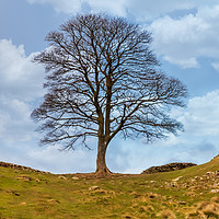 Buy canvas prints of Sycamore gap by Marcia Reay