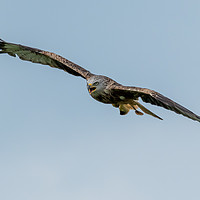 Buy canvas prints of Red Kite by Marcia Reay