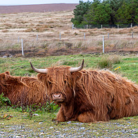 Buy canvas prints of Highland Cattle in Scotland by Marcia Reay