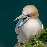 Buy canvas prints of Gannet yawning by Marcia Reay