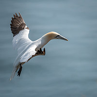 Buy canvas prints of Gannet take off by Marcia Reay