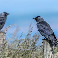 Buy canvas prints of Jackdaws sitting pretty by Marcia Reay