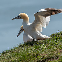 Buy canvas prints of Gannet ready for take off by Marcia Reay