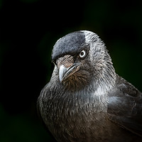 Buy canvas prints of Jackdaw portrait by Marcia Reay