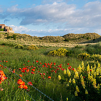Buy canvas prints of Bamburgh poppies by Marcia Reay