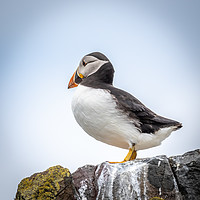 Buy canvas prints of Puffin Lookout by Marcia Reay