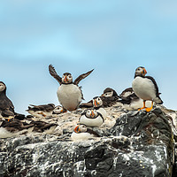 Buy canvas prints of North Atlantic Puffins by Marcia Reay