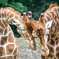 Buy canvas prints of Giraffe affection by Marcia Reay