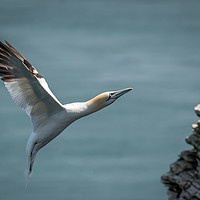 Buy canvas prints of Gannet incoming by Marcia Reay