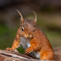 Buy canvas prints of Little Red Squirrel by Marcia Reay