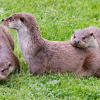 Buy canvas prints of Otter family by Marcia Reay