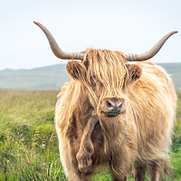Buy canvas prints of Highland Cattle by Marcia Reay