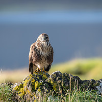 Buy canvas prints of Buzzard in the Scottish Isle of Mull by Marcia Reay