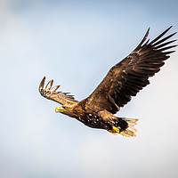 Buy canvas prints of White tailed sea eagle by Marcia Reay