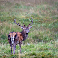 Buy canvas prints of Red deer stag by Marcia Reay
