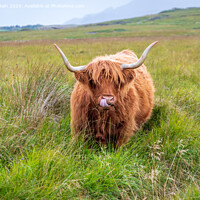 Buy canvas prints of A large brown cow standing on top of a lush green field by Marcia Reay