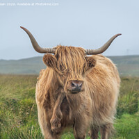 Buy canvas prints of A large brown cow standing on top of a grass covered field by Marcia Reay