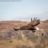 Buy canvas prints of White Tailed Sea Eagle by Marcia Reay