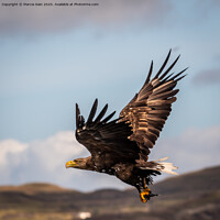 Buy canvas prints of White Tailed Sea Eagle by Marcia Reay