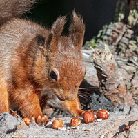 Buy canvas prints of Little Red Squirrel by Marcia Reay