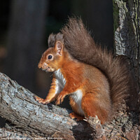 Buy canvas prints of Red squirrel pose by Marcia Reay