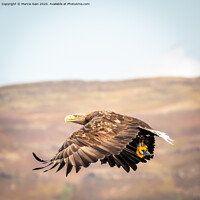 Buy canvas prints of White tailed sea eagle by Marcia Reay
