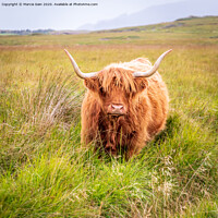 Buy canvas prints of Highland Cow by Marcia Reay