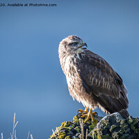 Buy canvas prints of Buzzard from Mull by Marcia Reay
