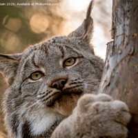 Buy canvas prints of Canadian Lynx by Marcia Reay
