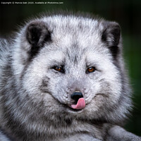 Buy canvas prints of Arctic Fox by Marcia Reay