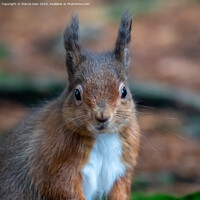 Buy canvas prints of A close up of a red squirrel by Marcia Reay