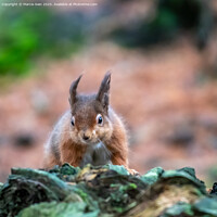 Buy canvas prints of Red Squirrel by Marcia Reay