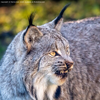 Buy canvas prints of Close up of a Canadian Lynx by Marcia Reay